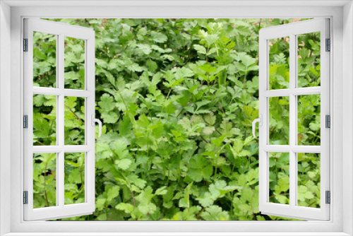 Fototapeta Naklejka Na Ścianę Okno 3D - fresh coriander