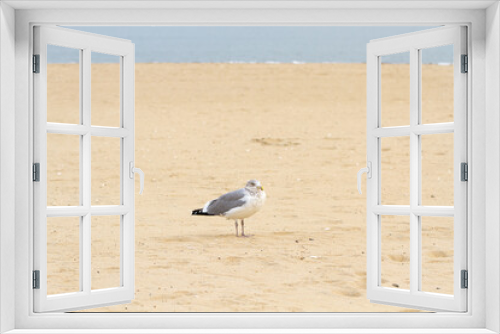 Fototapeta Naklejka Na Ścianę Okno 3D - Seagull standing on the beach with yellow sand and blue water, looking to the camera. Nature. Copy space