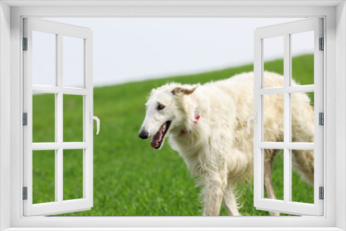 Fototapeta Naklejka Na Ścianę Okno 3D - A white Russian greyhound runs across a field with green grass.