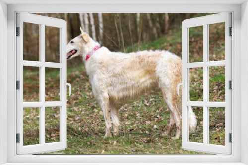 Fototapeta Naklejka Na Ścianę Okno 3D - White Russian greyhound, posing in a stand, in the forest.