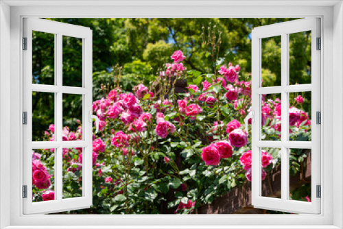 Fototapeta Naklejka Na Ścianę Okno 3D - 満開に咲いた鮮やかなピンクの薔薇