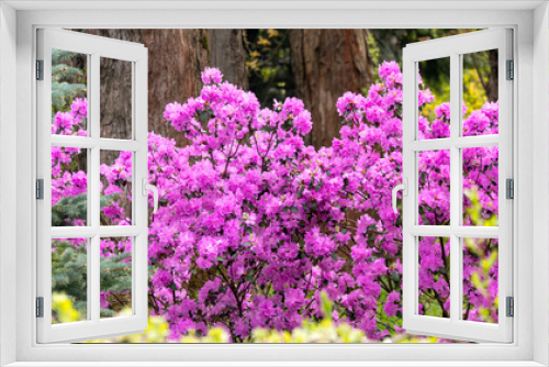 Fototapeta Naklejka Na Ścianę Okno 3D - A row of purple flowers rhododendron are in full bloom