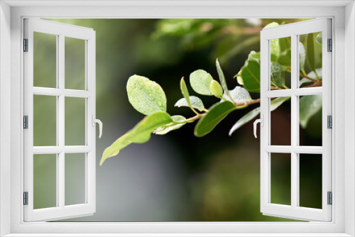 Fototapeta Naklejka Na Ścianę Okno 3D - Leaf, plant and rain in garden for nature, droplet and tree in environment for calm, eco and outdoor on mockup. Green, growing and droplets with branch for foliage growth in weather and dew morning