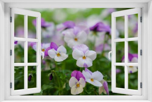 Fototapeta Naklejka Na Ścianę Okno 3D - fiori