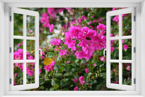 Fototapeta Naklejka Na Ścianę Okno 3D - flore ....tropiques