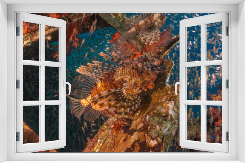 Fototapeta Naklejka Na Ścianę Okno 3D - Lionfish in the Red Sea colorful fish, Eilat Israel

