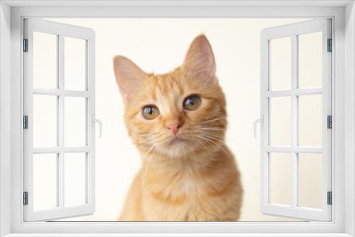 Fototapeta Naklejka Na Ścianę Okno 3D - Portrait of a ginger cat on a white background