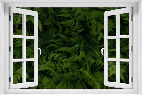Fototapeta Naklejka Na Ścianę Okno 3D - シダ植物