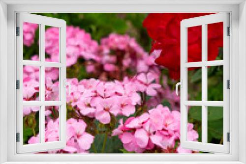 Fototapeta Naklejka Na Ścianę Okno 3D - 赤い薔薇とピンクのゼラニウム