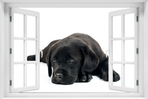 Fototapeta Naklejka Na Ścianę Okno 3D - Black Labrador puppies