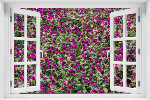 Fototapeta Naklejka Na Ścianę Okno 3D - Purple Globe Amaranth