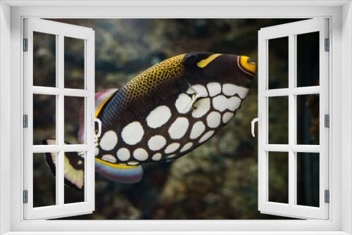 Fototapeta Naklejka Na Ścianę Okno 3D - Clown triggerfish (Balistoides conspicillum), demersal marine fish belonging to the family Balistidae