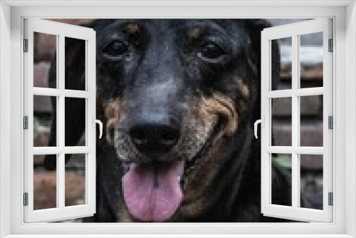 Fototapeta Naklejka Na Ścianę Okno 3D - Close up of a happy Dachshund dog (Canis) with a brick stone wall in the background