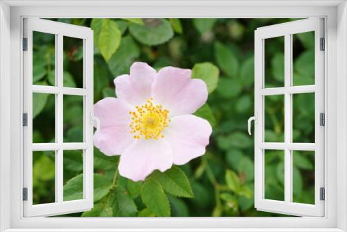 Fototapeta Naklejka Na Ścianę Okno 3D - Blooming wild rose hips. A beautiful flower.