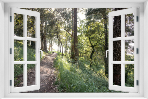 Fototapeta Naklejka Na Ścianę Okno 3D - Green natural landscape with large trees, mostly eucalyptus, within the city of Matosinhos, Portugal in broad daylight. Natural refuge in urban areas.