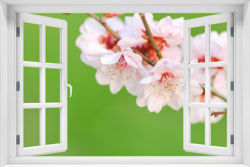 Fototapeta Naklejka Na Ścianę Okno 3D - The plum blossom in spring