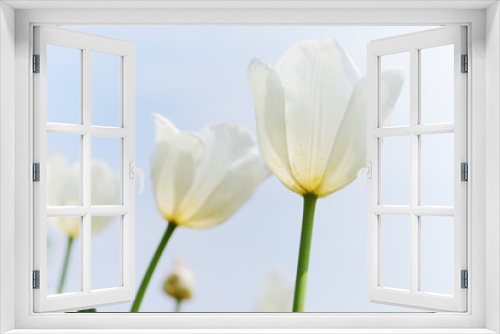 Fototapeta Naklejka Na Ścianę Okno 3D - Holland tulip