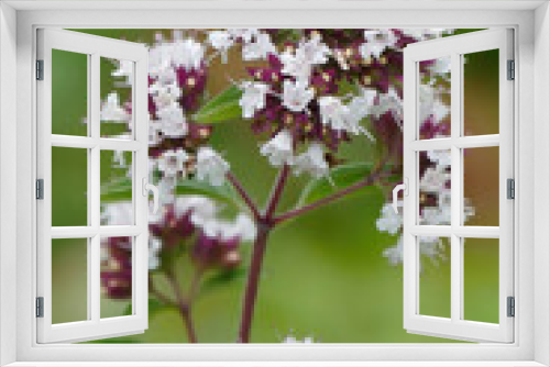 Fototapeta Naklejka Na Ścianę Okno 3D - Oregano blossoms, single shrub against a soft background