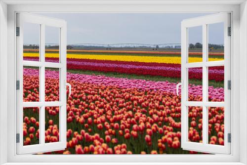 Fototapeta Naklejka Na Ścianę Okno 3D - Spring beautiful tulips field. Field of colorful tulips in Belarus, Brest region.