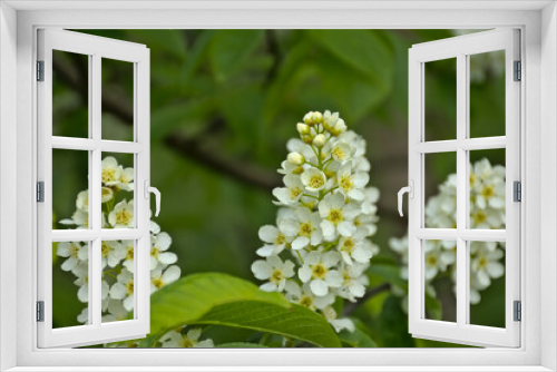 Fototapeta Naklejka Na Ścianę Okno 3D - white flower clusters of a black cherry plant