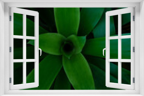 Fototapeta Naklejka Na Ścianę Okno 3D - closeup nature view of green leaf texture, dark wallpaper concept, nature background, tropical Vertical image.