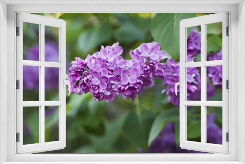 Fototapeta Naklejka Na Ścianę Okno 3D - Spring lilac flowers