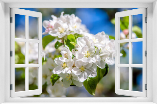 Fototapeta Naklejka Na Ścianę Okno 3D - appletree blossom branch in the garden in spring
