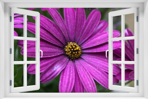 Fototapeta Naklejka Na Ścianę Okno 3D - Purple flower