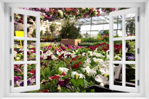 Fototapeta Naklejka Na Ścianę Okno 3D - Plants in a flower nursery garden center.