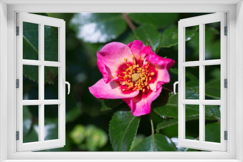 Fototapeta Naklejka Na Ścianę Okno 3D - Small brightly coloured Red / pink rose in full bloom against healthy shiny green leaves