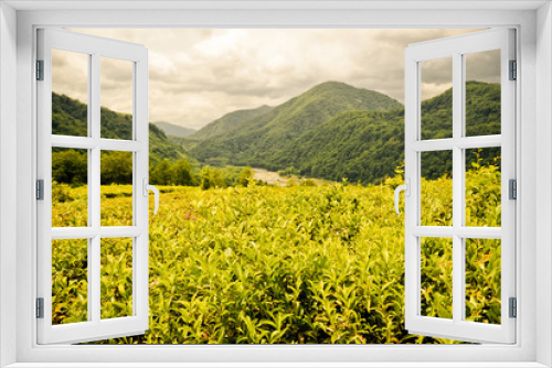 Fototapeta Naklejka Na Ścianę Okno 3D - Tea plantations