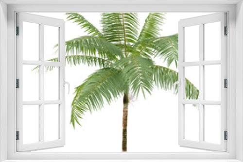 Fototapeta Naklejka Na Ścianę Okno 3D - Palm plant tree isolated. Dictyosperma album
