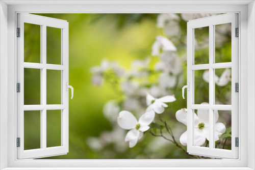 Fototapeta Naklejka Na Ścianę Okno 3D - White dogwood blossoms on green background room for spaace