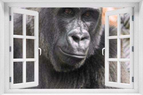 Fototapeta Naklejka Na Ścianę Okno 3D - Young gorilla portrait