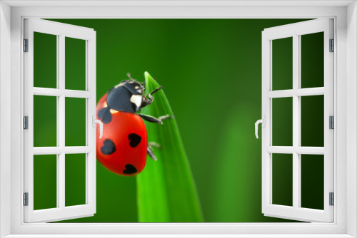 Fototapeta Naklejka Na Ścianę Okno 3D - Ladybug With Hearts on Back