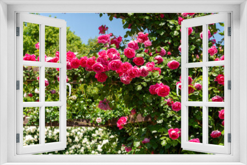 Fototapeta Naklejka Na Ścianę Okno 3D - 満開の薔薇が咲く薔薇園の風景