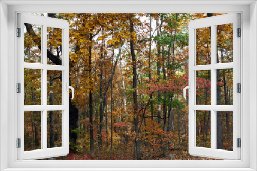 Fototapeta Naklejka Na Ścianę Okno 3D - Autumn color in the forest along Ozark Run Scenic Byway in Missouri