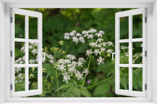 Fototapeta Naklejka Na Ścianę Okno 3D - Japanese Hedge Parsley (Torilis japonica)
