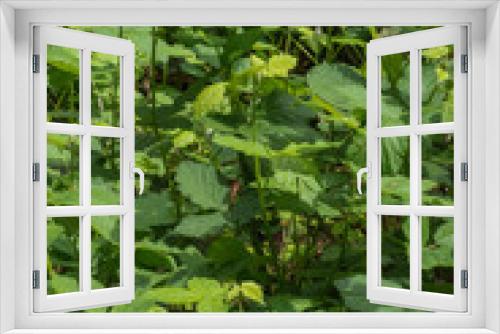 Fototapeta Naklejka Na Ścianę Okno 3D - Blackberry (Rubus Americanus)