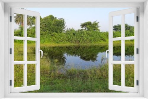 Fototapeta Naklejka Na Ścianę Okno 3D - Natural pond in grassland. Wetland and green meadow. Green scenery with pond. Such natural ponds are formed in the grasslands during the rainy season.
