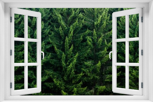 Fototapeta Naklejka Na Ścianę Okno 3D - Bright green backdrop of lush conifers in a forest