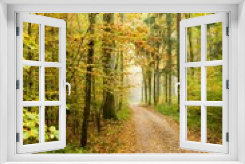 Fototapeta Naklejka Na Ścianę Okno 3D - Path in a beautiful autumn forest surrounded by lush trees. Southern Germany