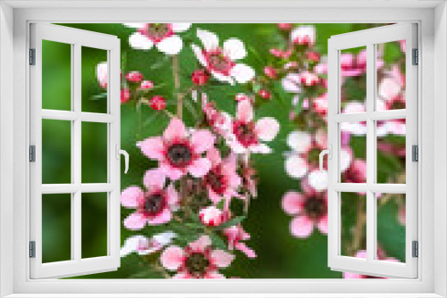 Fototapeta Naklejka Na Ścianę Okno 3D - Closeup shot of the Flowers of a tea tree (Melaleuca alternifolia) on the blurry background