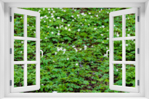 Fototapeta Naklejka Na Ścianę Okno 3D - A vibrant field filled with small white flowers spread across a lush green meadow, capturing the essence of springtime. Perfect for backgrounds, nature themes, and gardening projects.