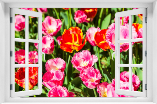 Fototapeta Naklejka Na Ścianę Okno 3D - Tulips in Gulhane Park in Istanbul, Turkey