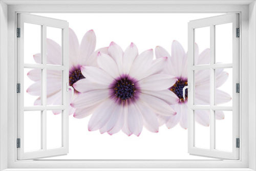 Fototapeta Naklejka Na Ścianę Okno 3D - Osteospermum Flower isolated