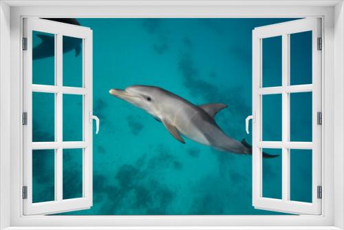 Fototapeta Naklejka Na Ścianę Okno 3D - Common bottlenose dolphin tursiops truncatus underwater