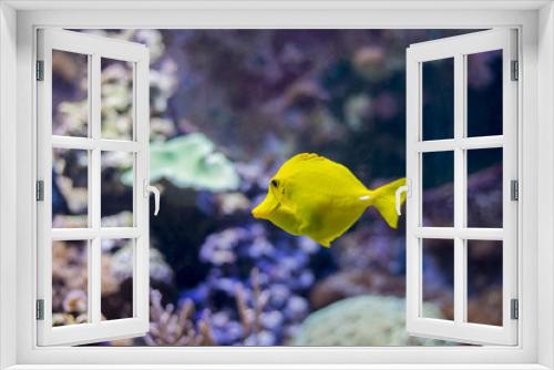 Fototapeta Naklejka Na Ścianę Okno 3D - underwater life
