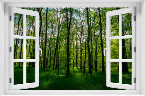 Fototapeta Naklejka Na Ścianę Okno 3D - interior of a deciduous forest in spring