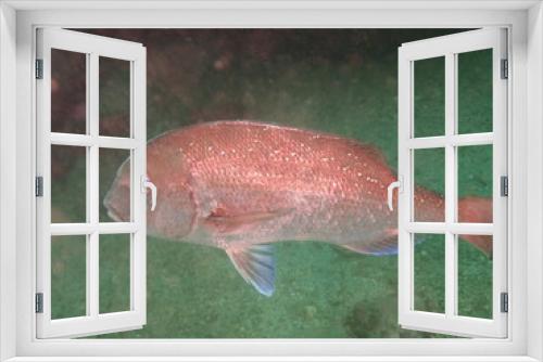 Fototapeta Naklejka Na Ścianę Okno 3D - 海を泳ぐ赤い魚のマダイ